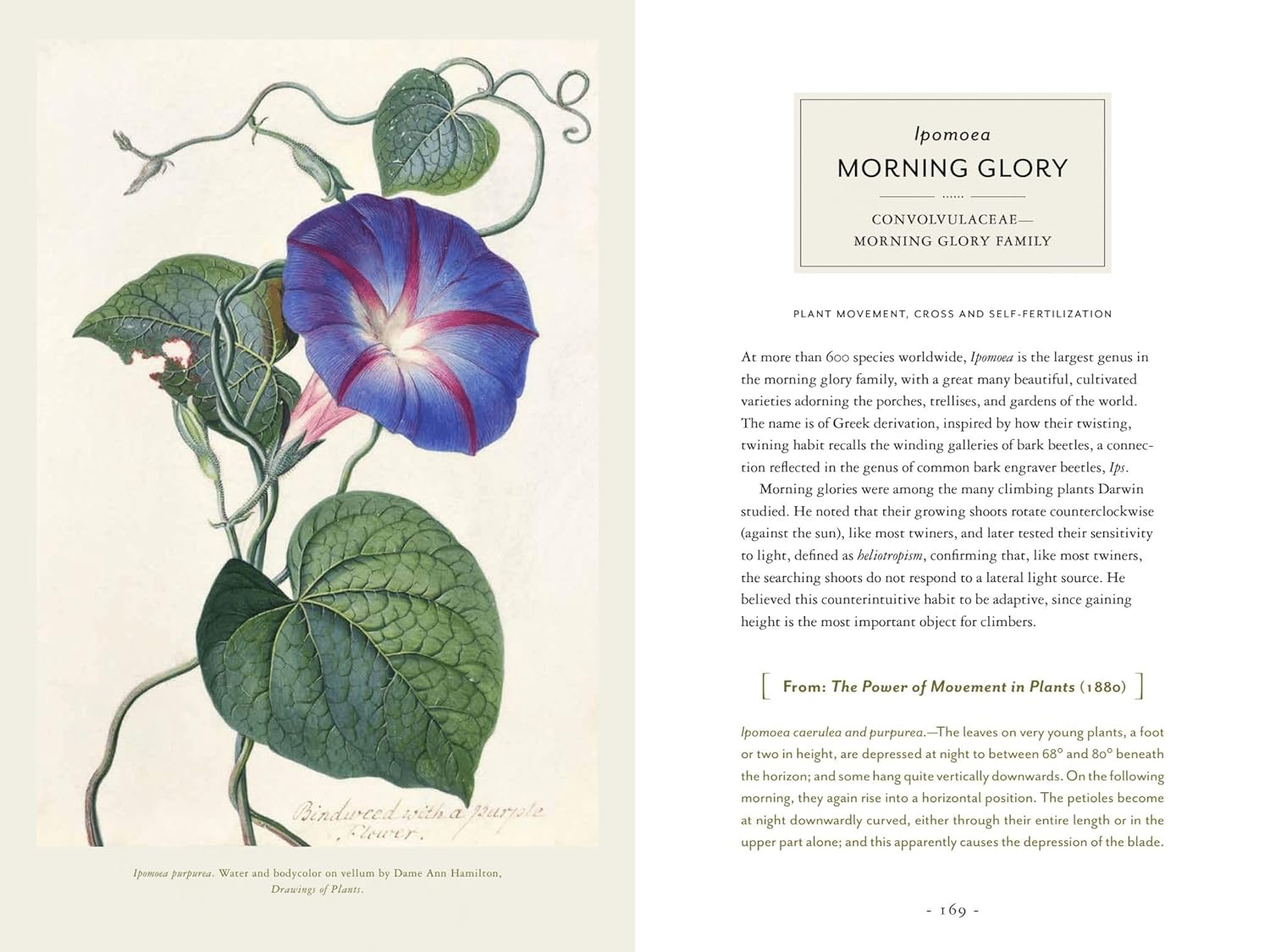 Darwin and the Art of Botany: Observations on the Curious World of Plants Hardcover