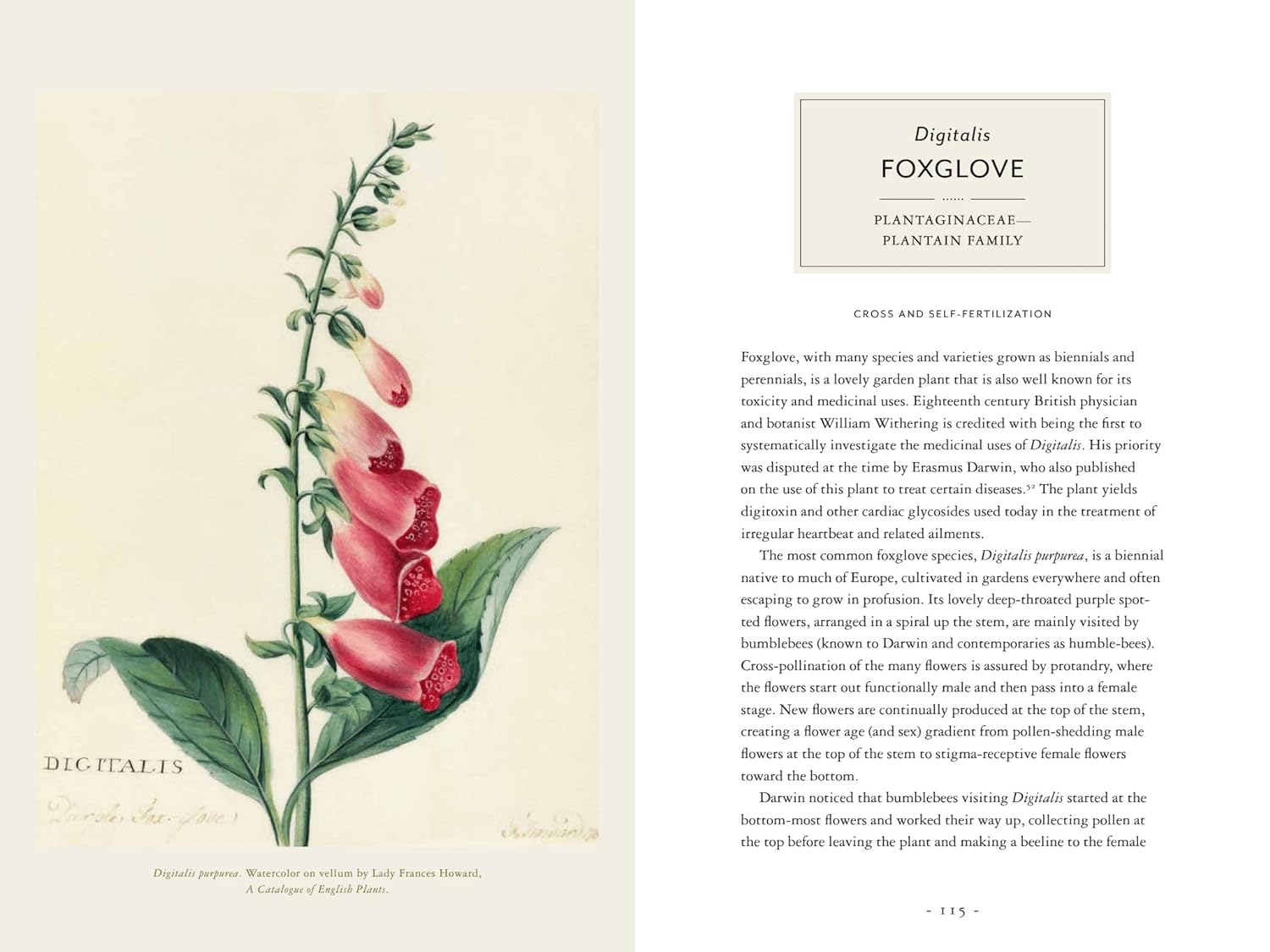 Darwin and the Art of Botany: Observations on the Curious World of Plants Hardcover
