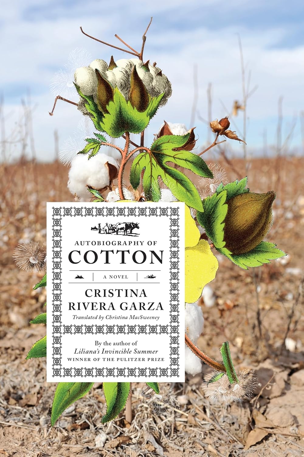 Autobiography of Cotton: A Novel