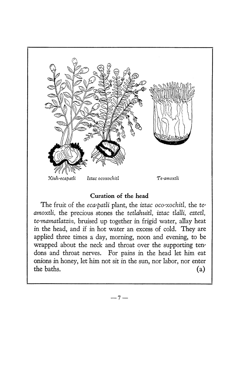 An Aztec Herbal: The Classic Codex of 1552