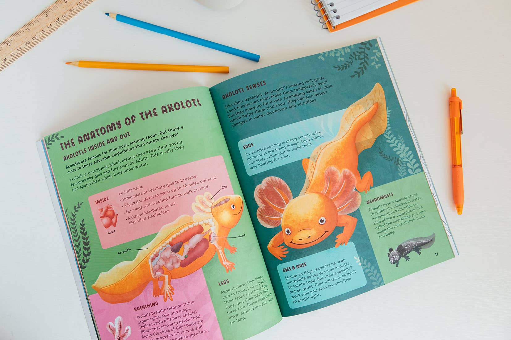 Amazing Axolotls: An Activity Book for Kids