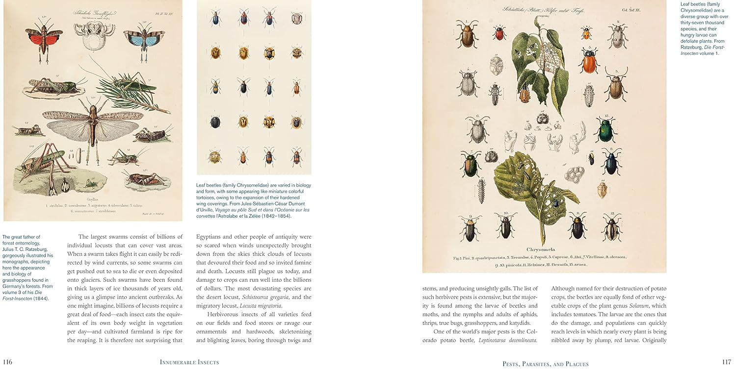 Innumerable Insects: The Story of the Most Diverse and Myriad Animals on Earth (Natural Histories) Hardcover