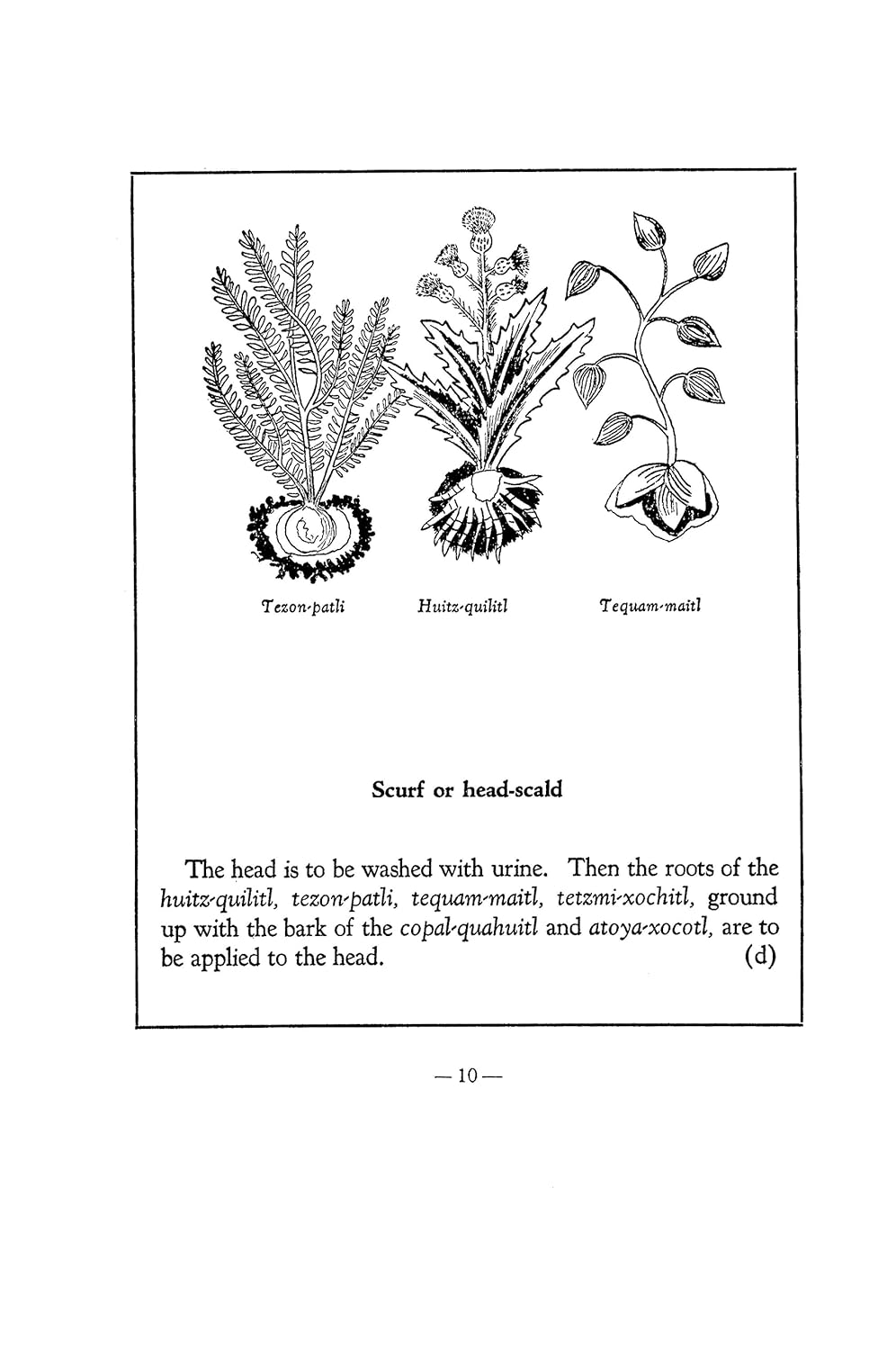 An Aztec Herbal: The Classic Codex of 1552